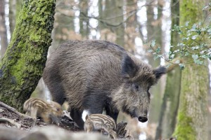 vaddiszno-malacokkal.jpg