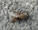 Bögöly (Tabanus faj) nősténye - nem védett