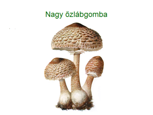 Nagy őzlábgomba