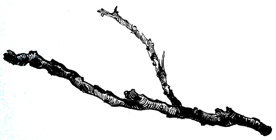 16. ábra – Faág. I. éves óvodapedagógus hallgató munkája. (tus, hurkapálca)